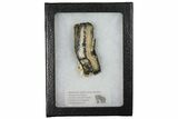 2.1" Mammoth Molar Slice With Case - South Carolina - #130687-1